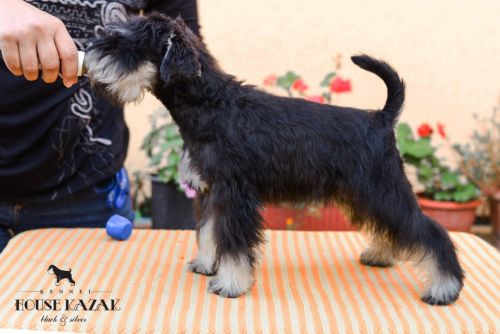 miniature schnauzer patuljasti snaucer